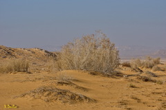 Haloxylon persicum