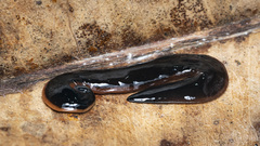 Australopacifica sowerbyi