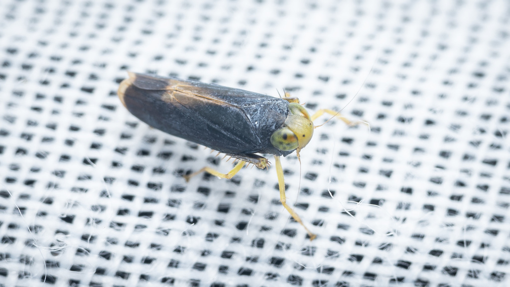 Nisitra picta