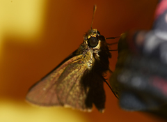 Parnara naso poutieri