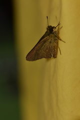 Parnara naso poutieri