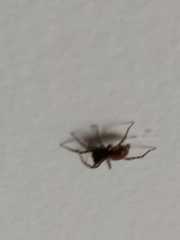 Arctosa perita