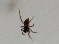 Arctosa perita