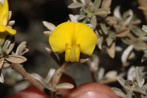 Pale Renosterpea (Polhillia pallens)