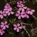 Acmadenia heterophylla - Photo (c) Brian du Preez, μερικά δικαιώματα διατηρούνται (CC BY-SA), uploaded by Brian du Preez