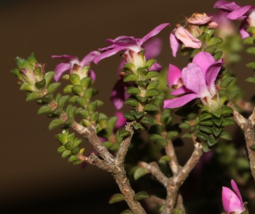 Image of Acmadenia heterophylla by (c) Brian du Preez, some rights reserved (CC BY-SA)