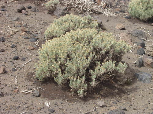 Plantago webbii image