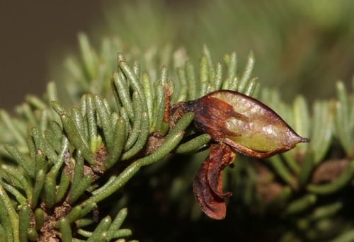 Image of Aspalathus quartzicola by (c) Brian du Preez, some rights reserved (CC BY-SA)