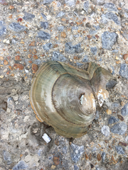 Utterbackiana suborbiculata