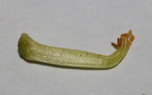 Image of Polhillia pallens by (c) Brian du Preez, some rights reserved (CC BY-SA)