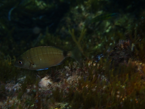 Diplodus sargus