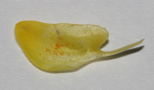 Image of Polhillia pallens by (c) Brian du Preez, some rights reserved (CC BY-SA)