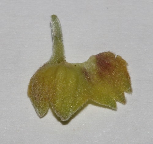 Image of Polhillia pallens by (c) Brian du Preez, some rights reserved (CC BY-SA)