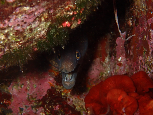 Muraena helena