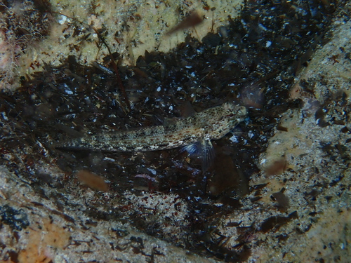 Gobius incognitus