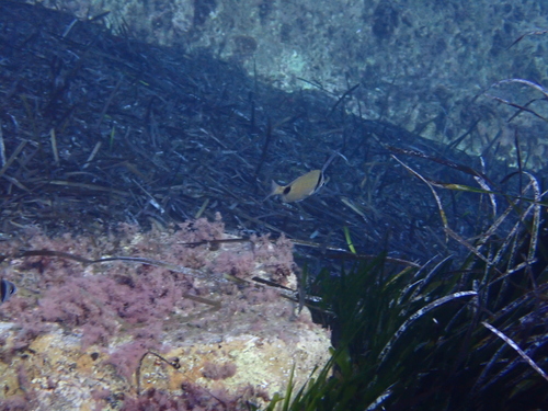 Diplodus vulgaris