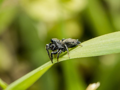 Heliophanus forcipifer
