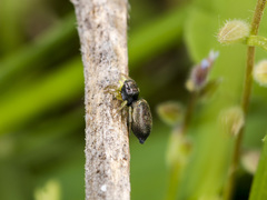 Heliophanus forcipifer
