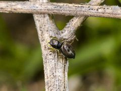 Heliophanus forcipifer