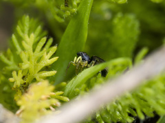 Heliophanus forcipifer