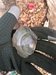 Utterbackiana suborbiculata