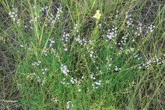 Astragalus austriacus