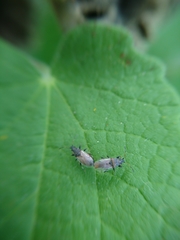 Oxycarenidae
