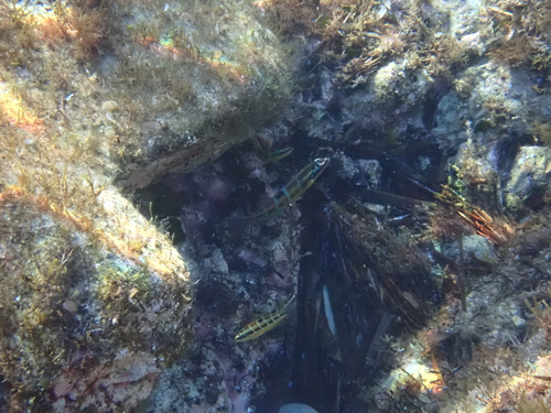 Thalassoma pavo