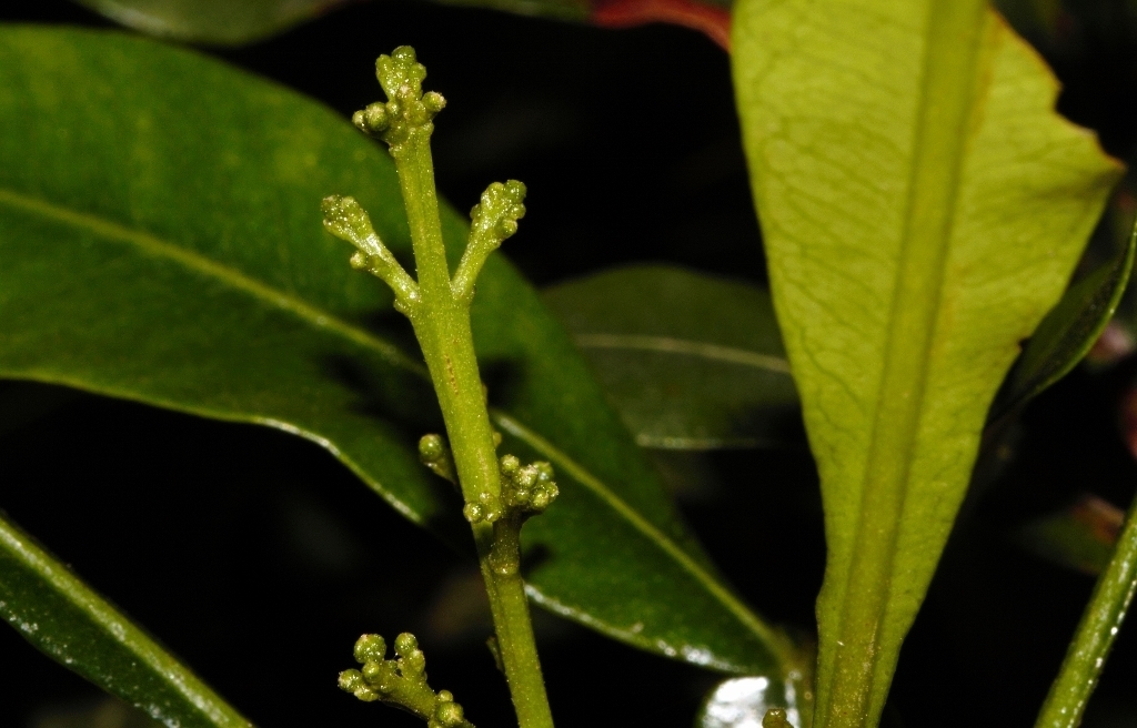 Filicium decipiens, Harare, Zimbabwe
