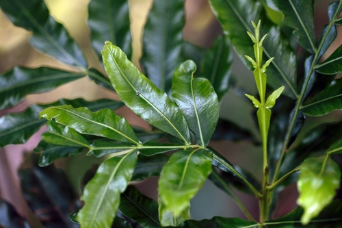 Filicium decipiens