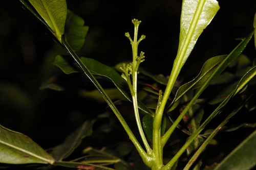 Filicium decipiens