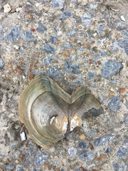 Utterbackiana suborbiculata