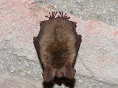 Myotis bechsteinii