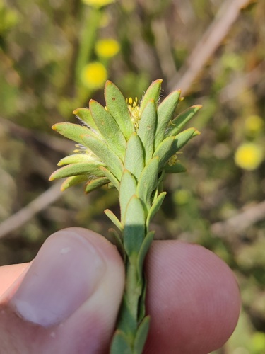 Leucadendron corymbosum, photograph 5