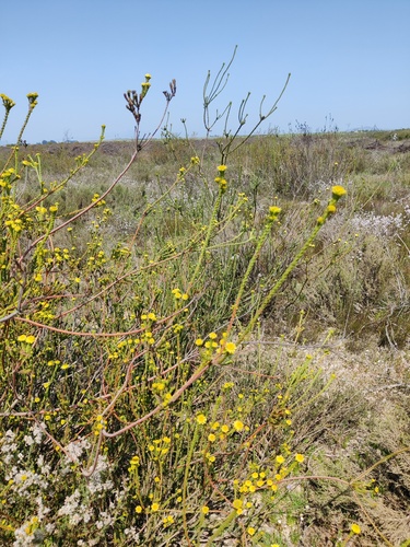 Leucadendron corymbosum, photograph 6