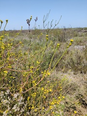 Leucadendron corymbosum, photograph (c) Vicente Lopes, some rights reserved (CC BY)