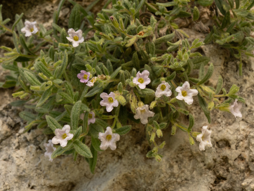 Yellowseed Fiddleleaf (Nama xylopoda)