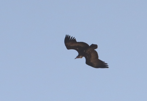 Hooded Vulture