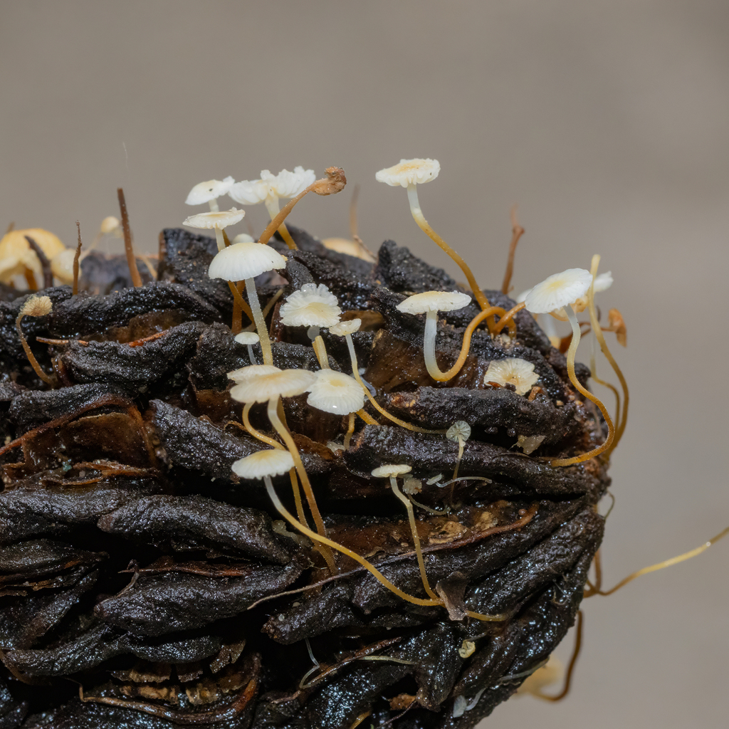 Strobilurus conigenoides