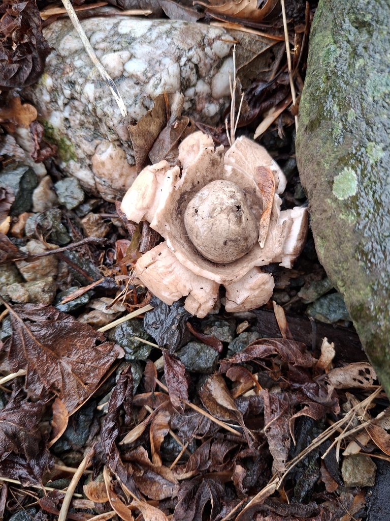 Geastrum michelianum · December 2025 · photo: © kenmoody (iNaturalist, cc-by)