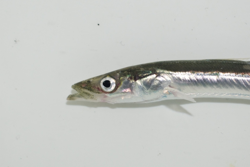 Lance (Ammodytes dubius) — Ammodytidae