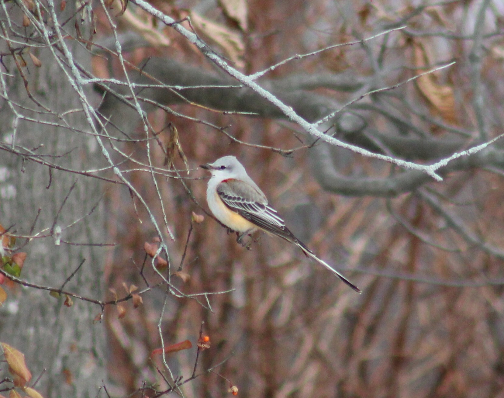 Scissor-tailed Flycatcher illustration