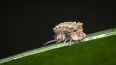 Pseudolaureola deharvengi