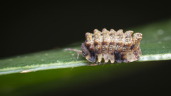 Pseudolaureola deharvengi