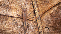 Microcanachus matileorum