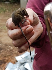 Major's Long-Tailed Tenrec photo 1