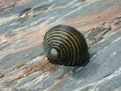 Nerita costata