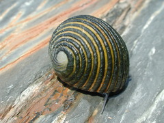 Nerita costata