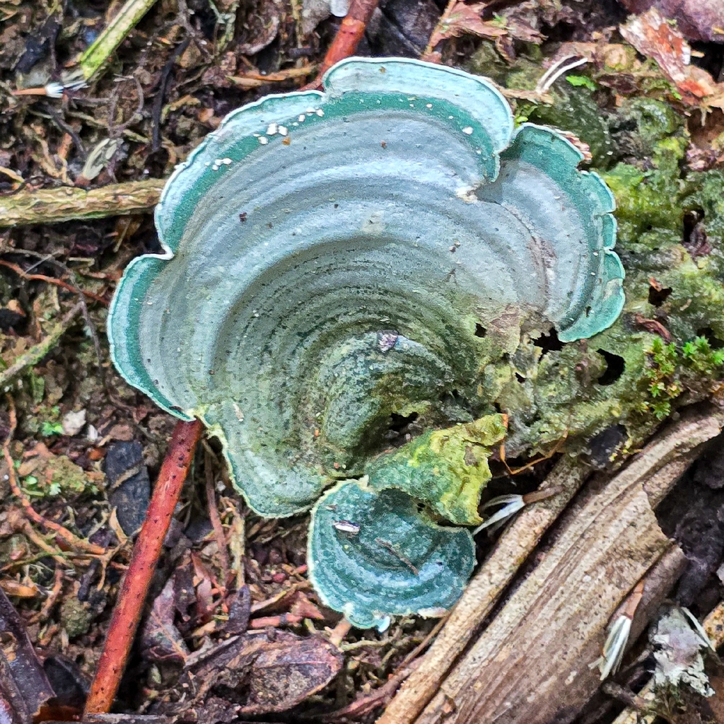 Cora glabrata · December 2025 · photo: © paulomascaretti (iNaturalist, cc-by)