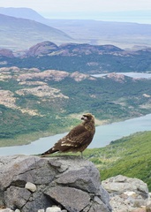 Daptrius albogularis